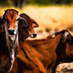 Picture Perfect : Cattles for Sacrifice