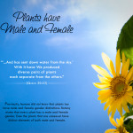 Picture Perfect : Quran & Modern Science – Plants have Male & Female